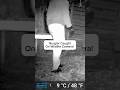 Burglar caught on Wildlife Camera! 📸 👮♀️🚨