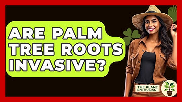 Are Palm Tree Roots Invasive? - The Plant Enthusiast