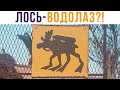 Лось-водолаз. Стоп, что?! Приколы | Мемозг 606