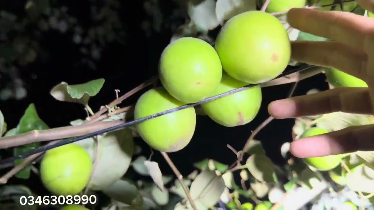 Chuyến Thăm Vườn Đặc Biệt, Vườn Cô Chú Đức Mây