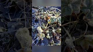 Север - это не вечная темнота #арктика #природа #заполярнымкругом #норвегия #киркенес #север