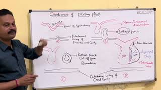 Development of pituitary gland