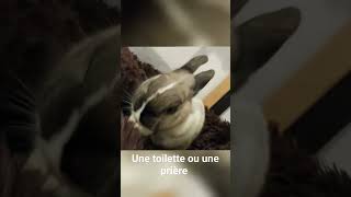 Le Lapin Prie Ou Il Fait Sa Toilette