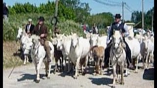 Les cavalcades Méditérranéennes 2013 à Mas Thibert