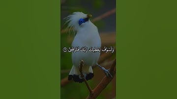 سورة الضحى                            مشاري بن راشد العفاسي #المصحف #اكسبلور #الرحمن #قران_كريم
