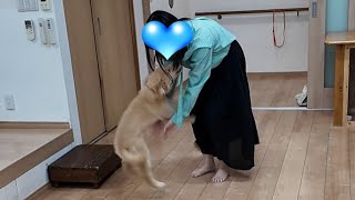 A puppy who is very excited to see him again after a long time. - She explodes with joy. by ゴールデンレトリバー 月海そら 78,217 views 3 weeks ago 8 minutes, 11 seconds