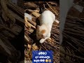 ඔයාලත් කැවුම් හැදුවද..?? 😻🥧 #funnykittens #funnyvideo #cute