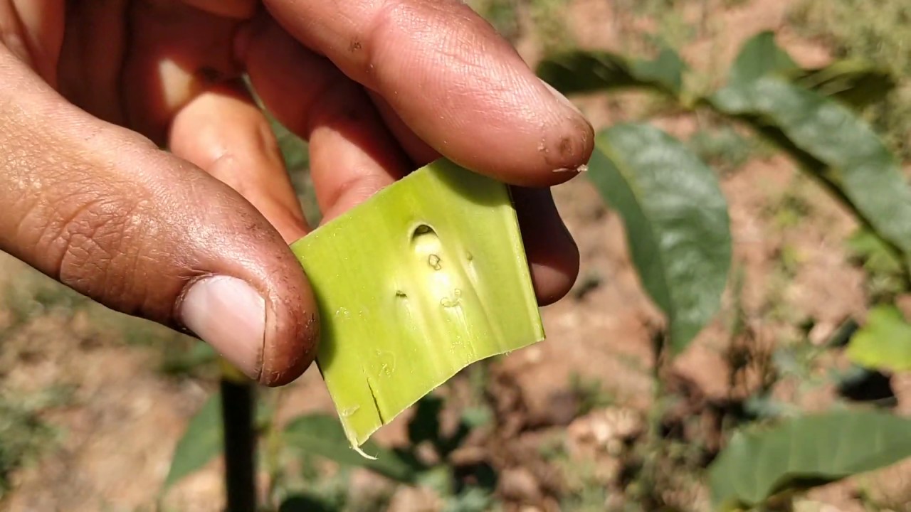 MERSİN TOROSLAR SADİYE(ATLILAR) DA MARAŞ 18 CEVİZ BAHÇESİ