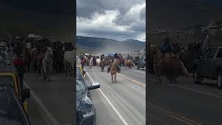 Multiple Horse Riders Herding Horses on a Main Road