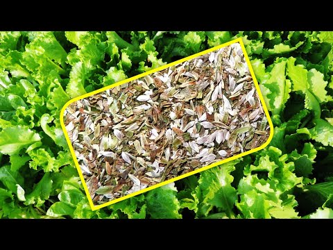 Видео: Сбор листового салата - Как собрать листовой салат