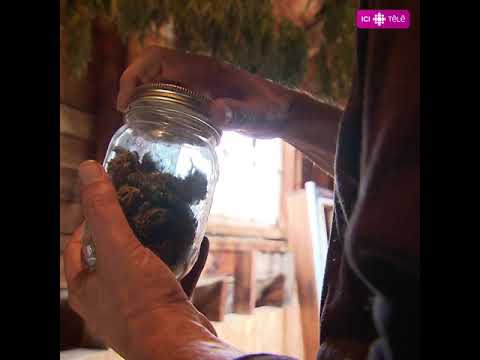 Dossier d'enquête - Cannabis