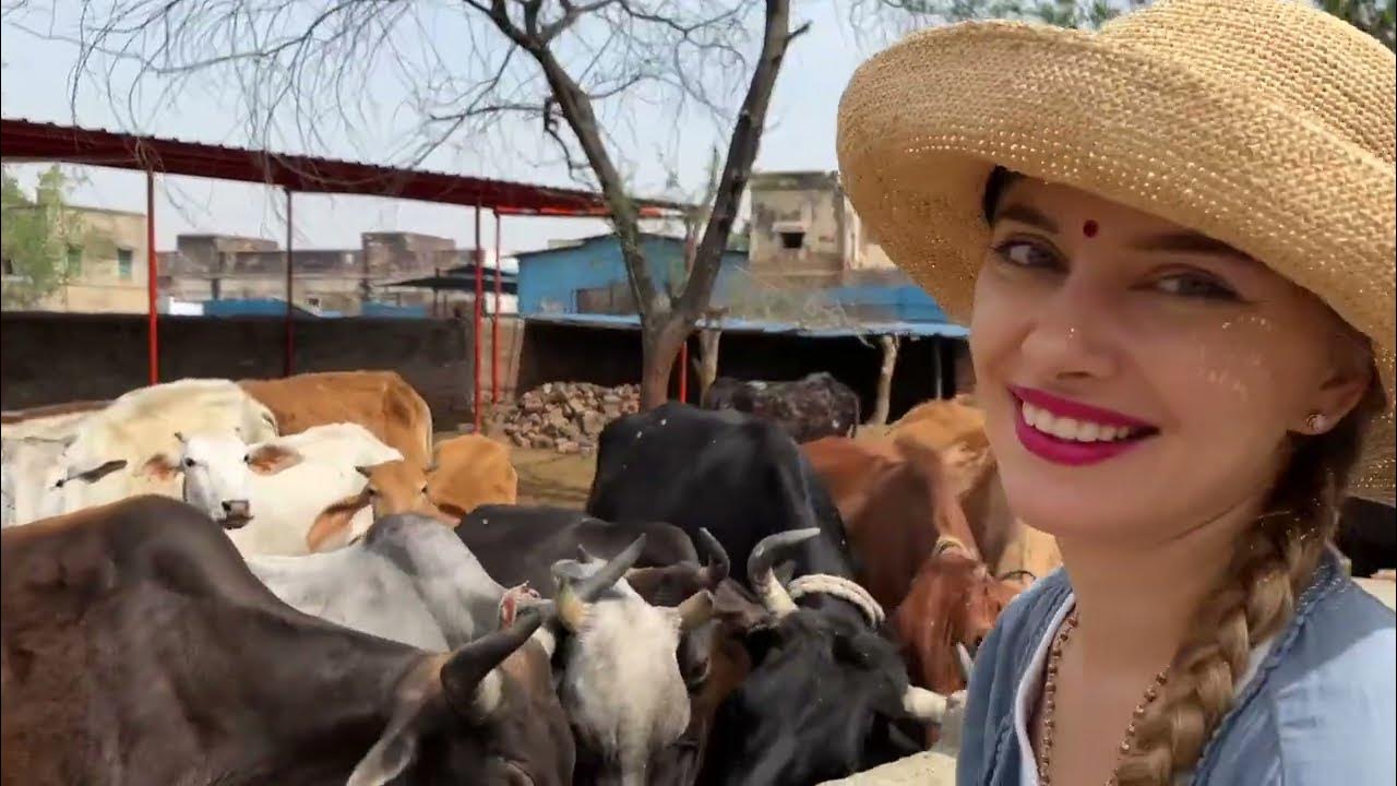 I love living in Vrindavan and feeding cows!!!! YouTube