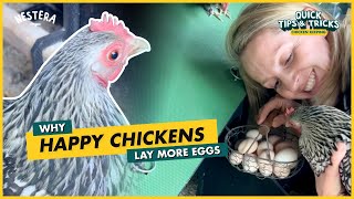 Why happy chickens lay more eggs