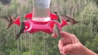 Hummingbirds of Ridgway, Colorado