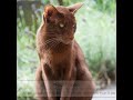 Havana Brown - Cat Breed - Pet Friend の動画、YouTube動画。