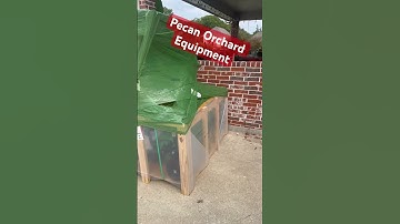 How to harvest Pecans? Bag-A-Nut has the solutions.