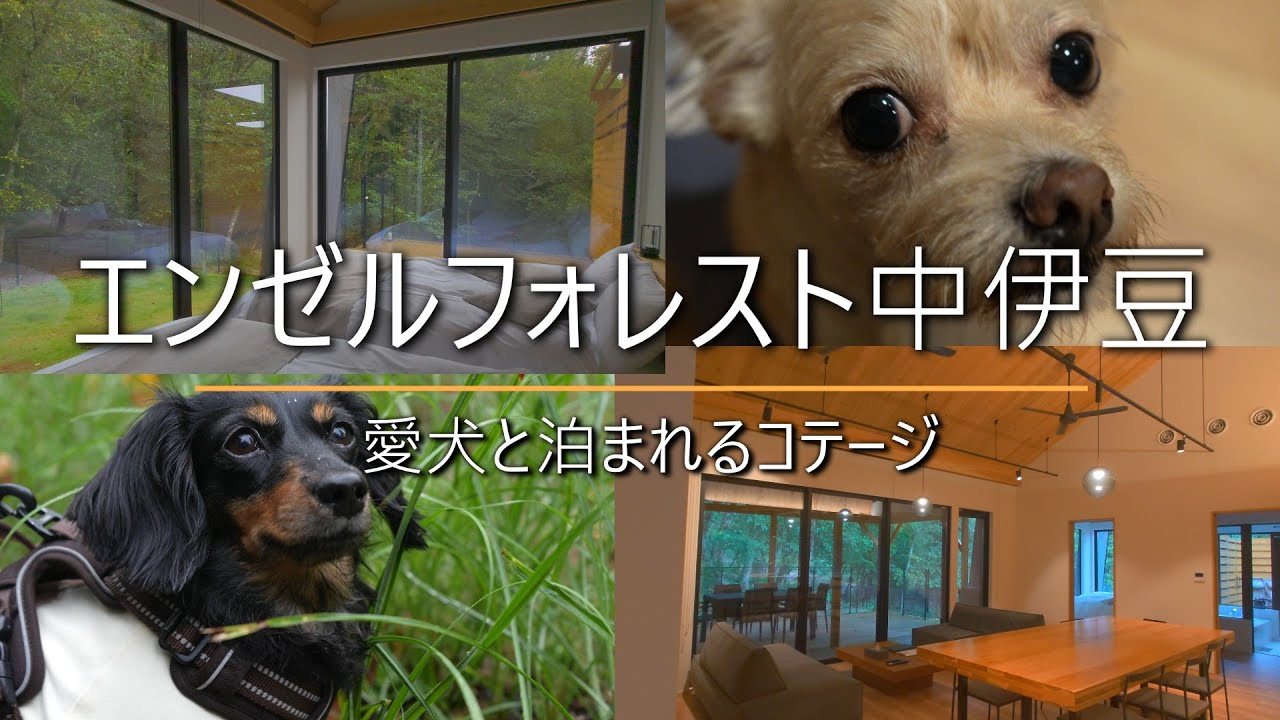 開放感溢れるコテージで愛犬と愉しむ【エンゼルフォレスト中伊豆】朝散歩風景も