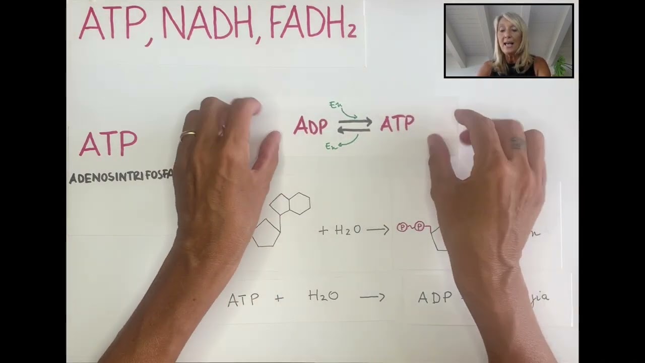 ATP NADH FADH2 - metabolismo cellulare