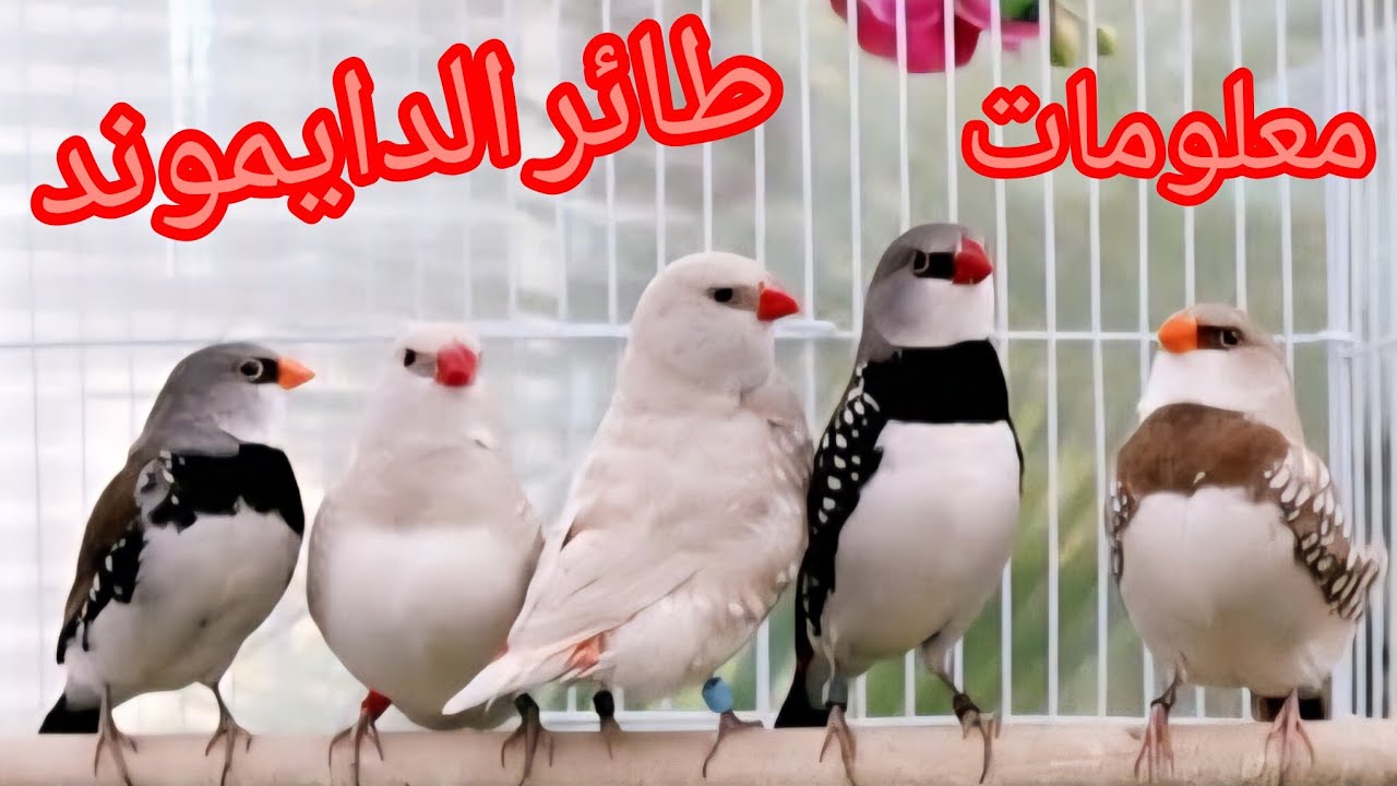 معلومات عن المحمية وطائر الدايموند 