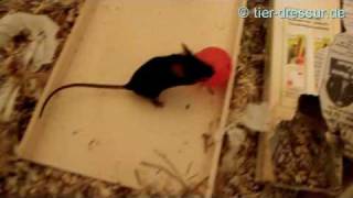mouse bowling - first day of training