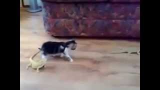 Cat vs Lizard | NINJA CAT! by MrSteggard 4,285 views 10 years ago 57 seconds