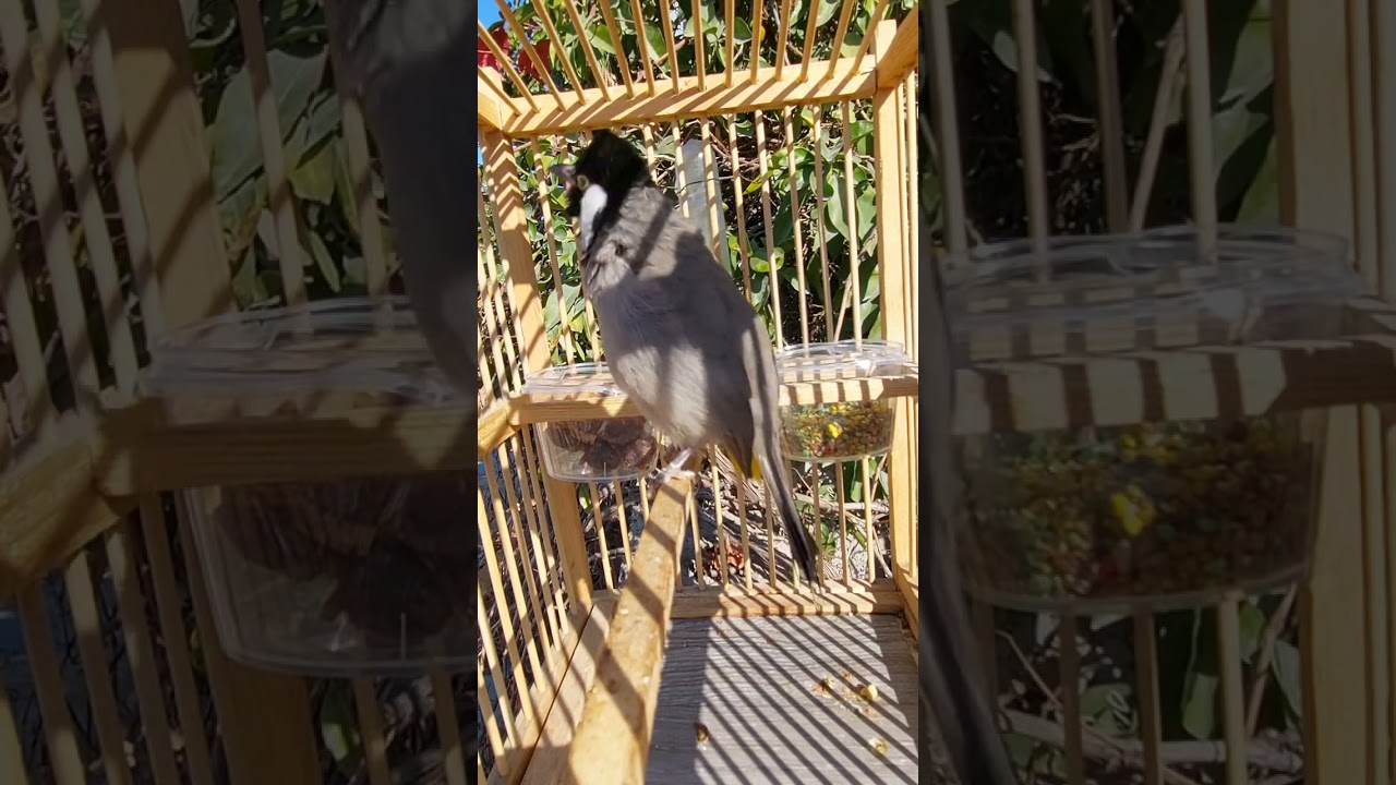 تغريد بلبل اليف فول👌💪🔥