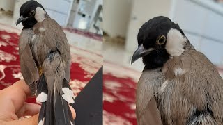 طریقه تدریب البلبل : My nightingale is very smart (تربیت بلبل خرمایی)