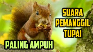 SUARA PANCINGAN TUPAI ATAU BAJING PALING AMPUH | PEMANGGIL TUPAI SEMUA JENIS