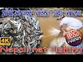 कत्ती मज्जाले माछा मारेकाे आँधीखाेलाकाे II Best Fishing Video Nepal II  Net Fishing in Adhikhola
