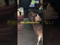 お店に入って客待ちの鹿。　#shorts