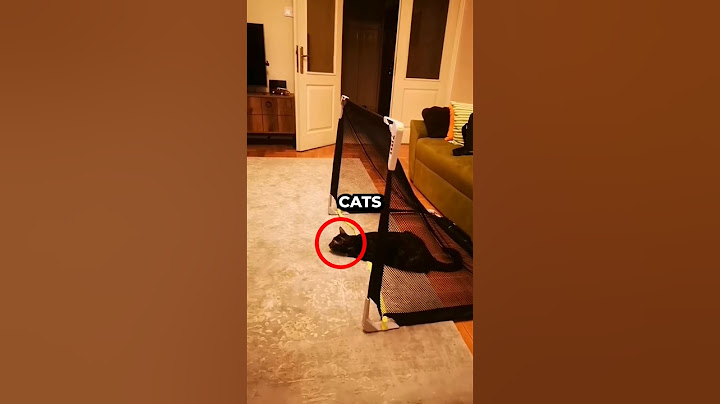 Cat left him stunned🤯