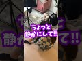 姉に怒られるイタズラ好きな妹👶#shorts