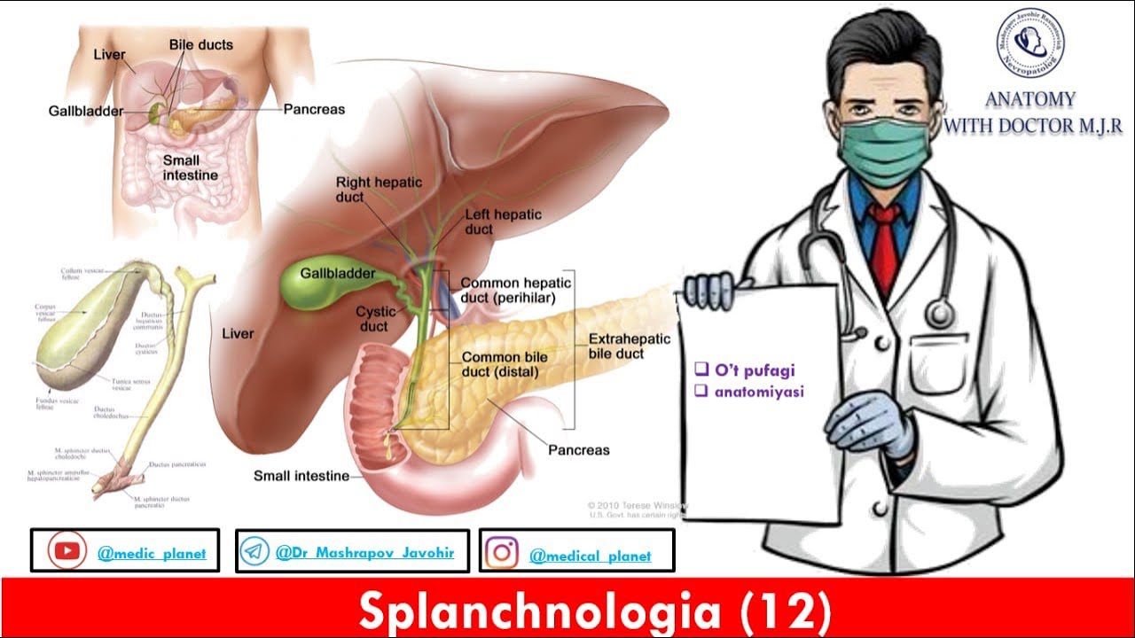 O’t pufagi (qopi) anatomiyasi. O’t yo’llari anatomiyasi.