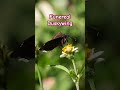 Dark colored butterfly, funereal duskywing #insectvideo #macrovideo