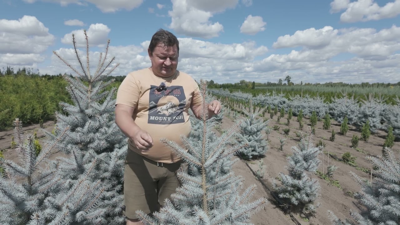 🇺🇦 Ялина колюча Блю Даймонд Picea pungens Blue Diamond догляд та стрижка блакитних ялин в розсаднику