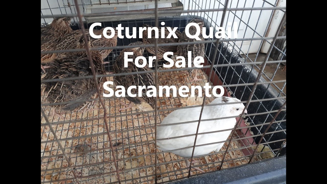 Coturnix Quail For Sale Sacramento 10 Each YouTube