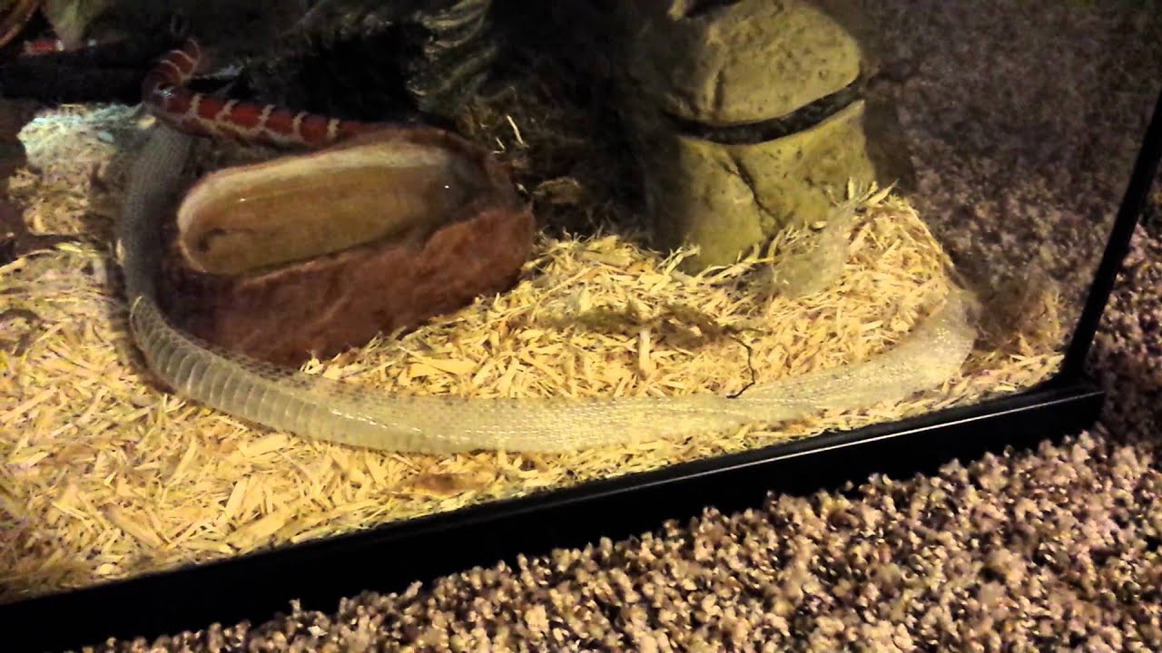 Knoblochi Kingsnake shedding (19 months old, ~30 inches)