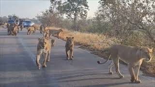 Lionesses and Cubs Stroll Past Safari Cars