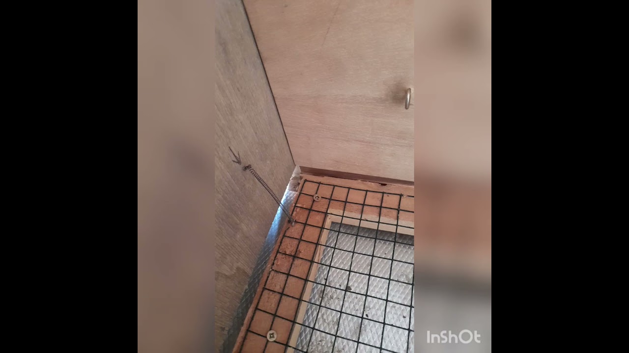 Jerezana o cajon automático para palomos de robo , suscríbete ❤