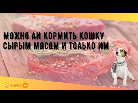 Можно ли кормить кошку сырым мясом и только им