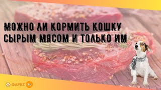 Можно ли кормить кошку сырым мясом и только им