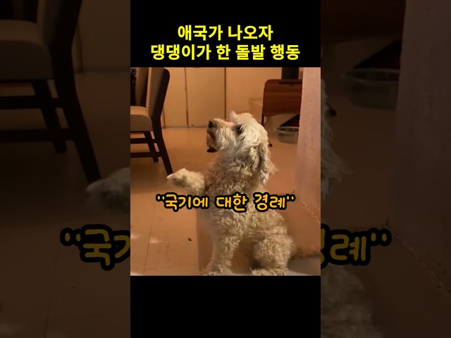 애국가 나오자 댕댕이가 한 돌발 행동
