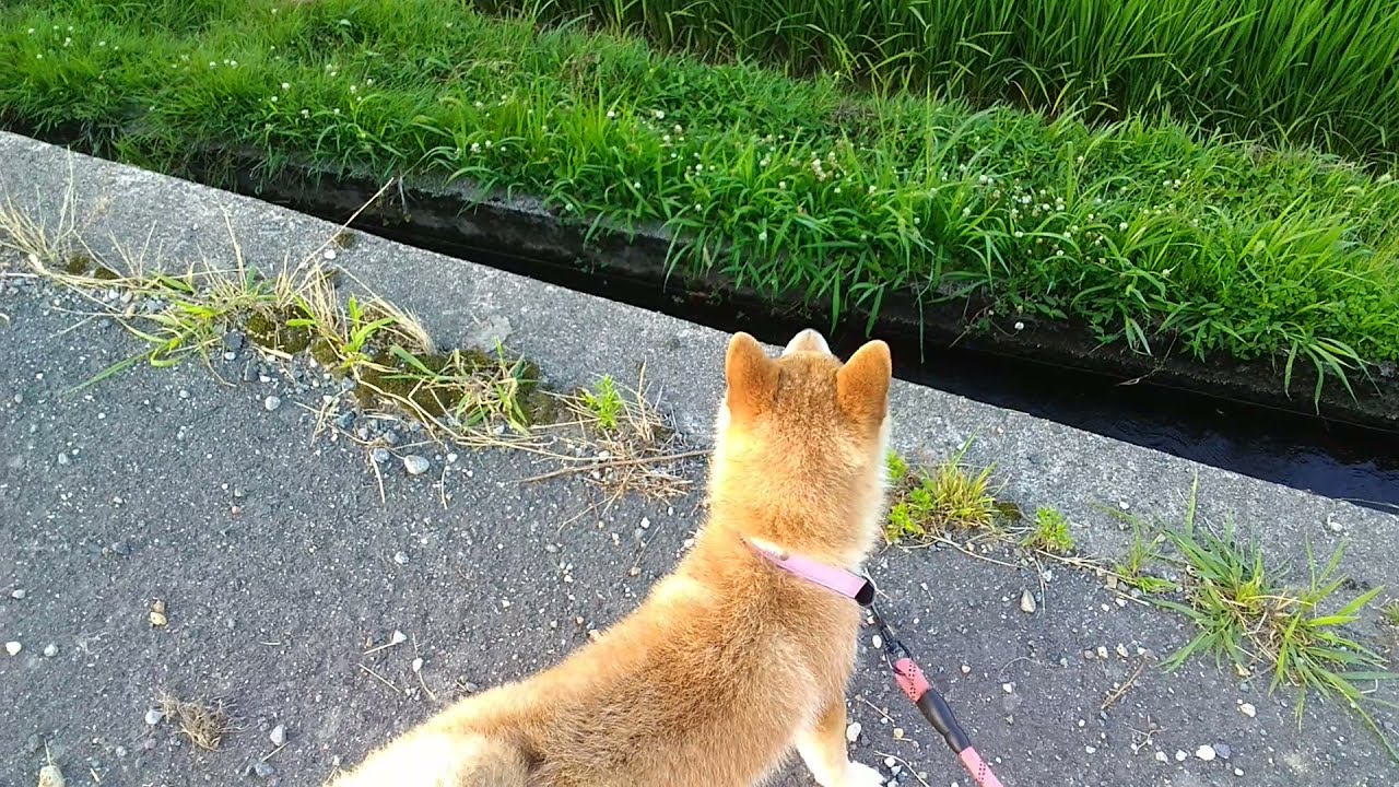 ねこいた Youtube ねこいた Youtube