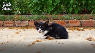 Hopeless kitten is very friendly _ Cute outdoor animal