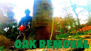Tree Removal (Rigging line retrieval trick) by Tpott's Trees 394 views 2 months ago 7 minutes, 11 seconds
