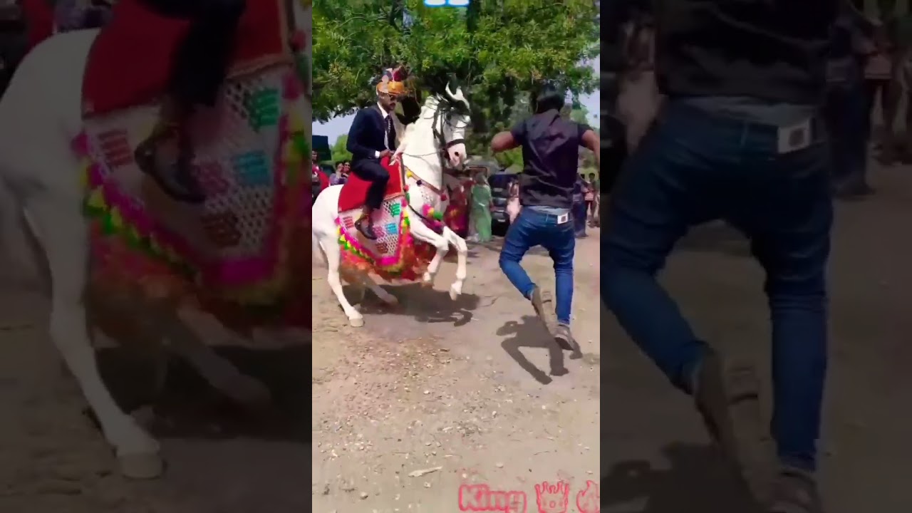 Rajasthan mein Gabbar Ghodi ne kiya jordar dance 🐎 