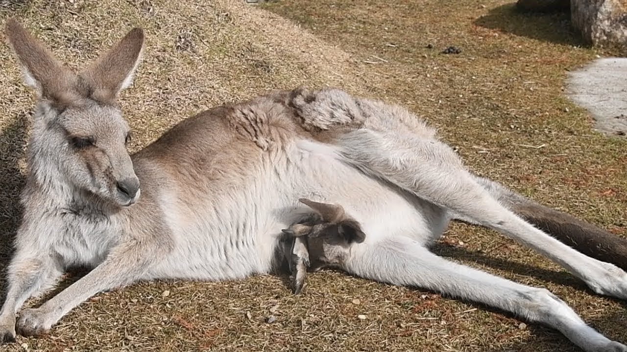 カンガルー2頭が出産 ブルーメの丘 - YouTube