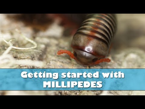 Getting started with millipedes - Millipede care and setup