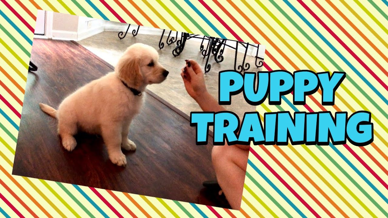 MY PUPPIES LEARN BASIC COMMANDS YouTube