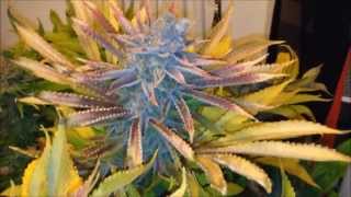 Closet Grow - Marijuana Harvest - 7 Cannabis Plants